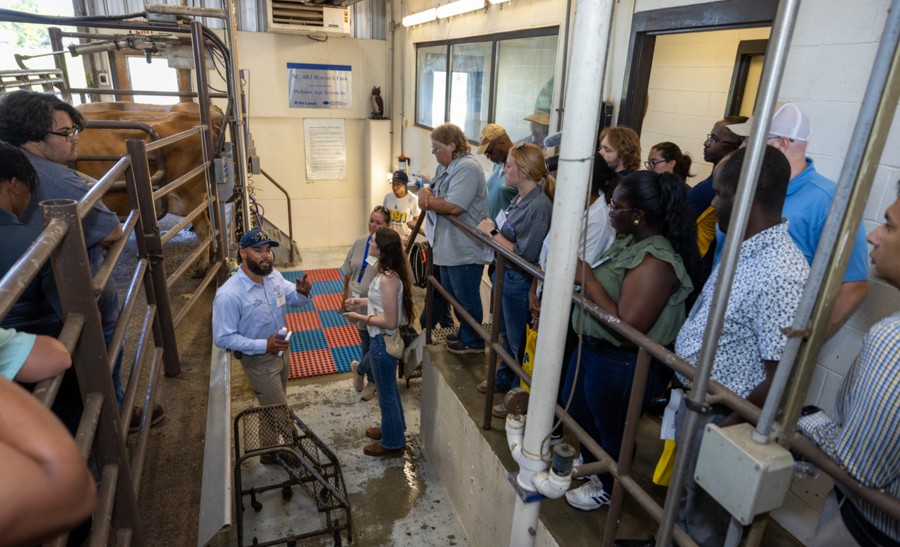 A group of people stands on an elevated platform inside a livestock handling facility, listening to a man in a blue shirt and cap who is giving a presentation. Behind metal railings, cattle are visible in holding pens. The setting appears to be educational, with participants observing and taking notes.